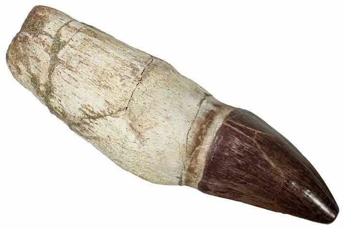 Fossil Rooted Mosasaur (Thalassotitan) Tooth - Morocco #336351